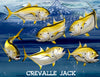 Crevalle Jack fish decals available different poses