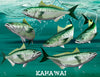 Kahawai fish decals available design pose