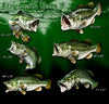 Largemouth Bass decals available design poses to choose from