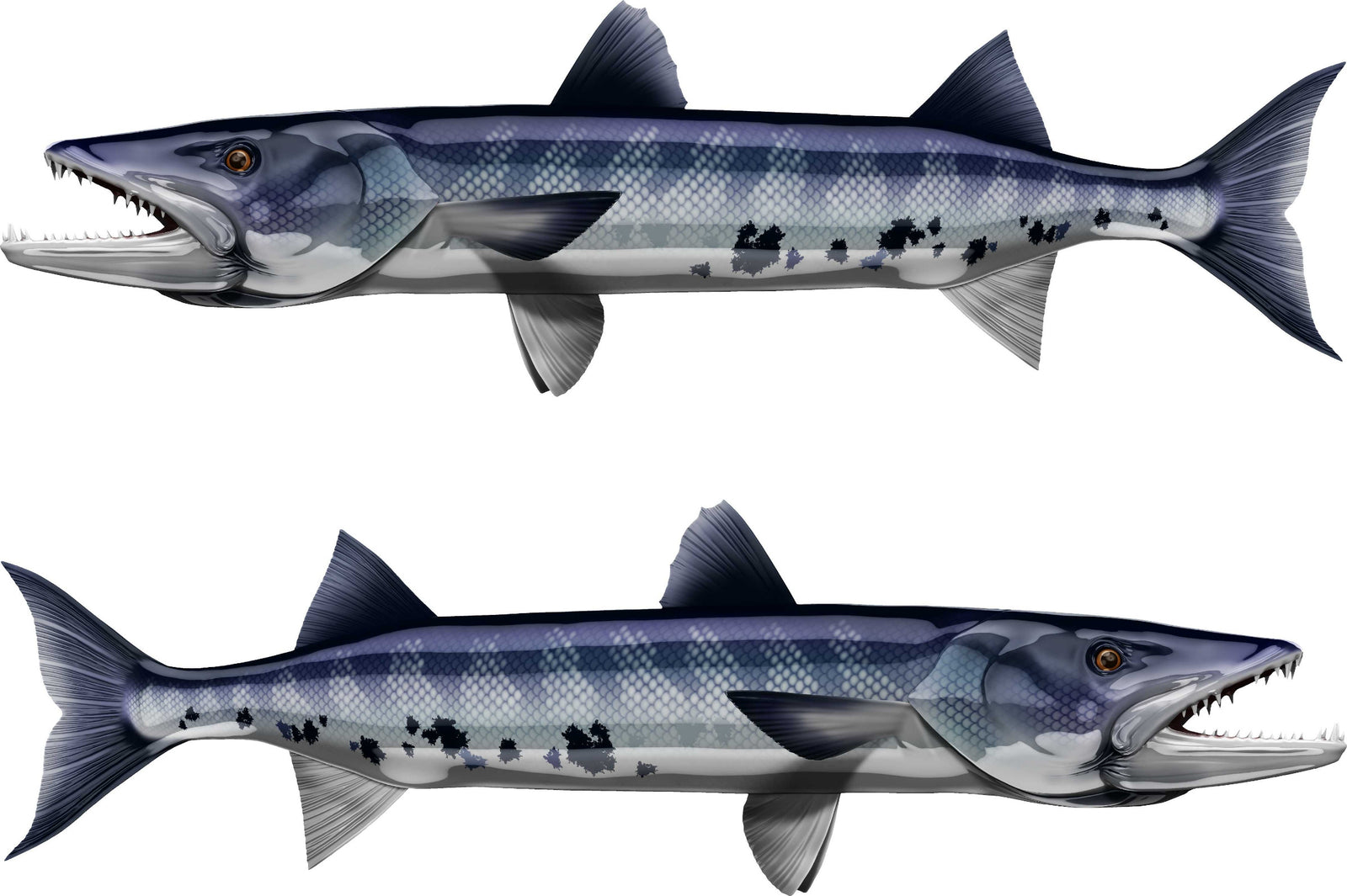 blue barracuda vinyl graphics installed on the side of a boat