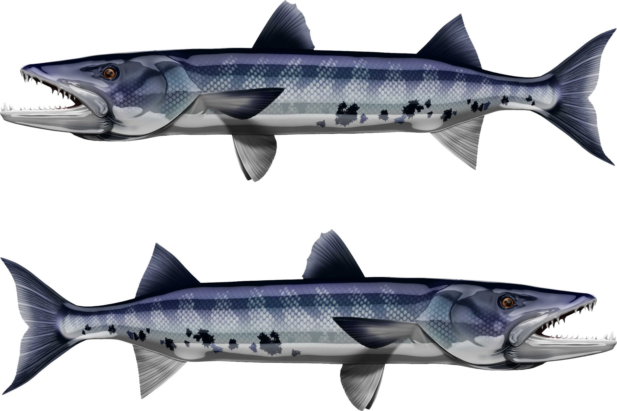 blue barracuda vinyl graphics installed on the side of a boat