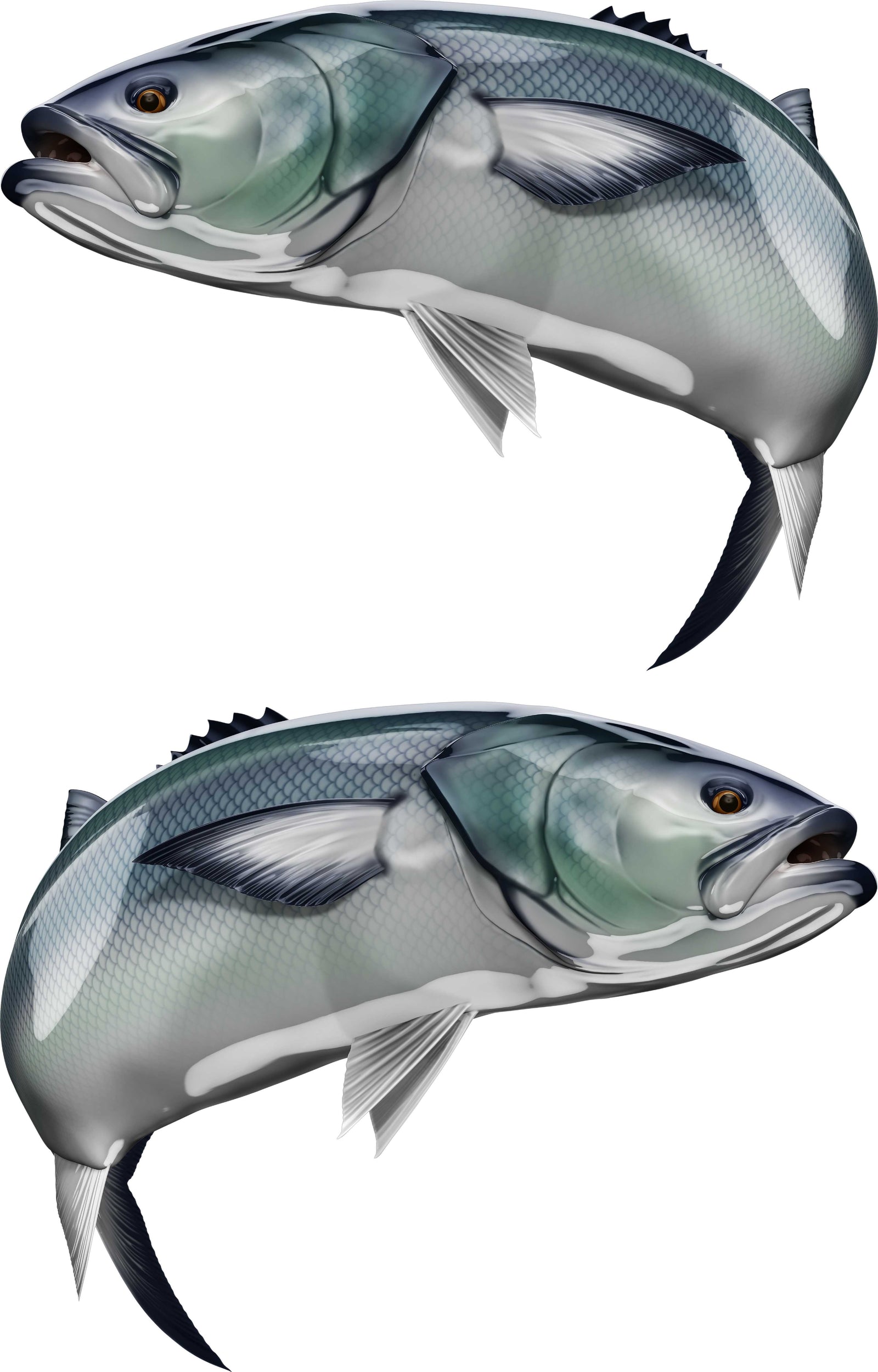 bluefish decal on the side of boat