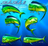 Illustrations of mahi mahi fish decals in different poses with size specifications on a blue underwater background.